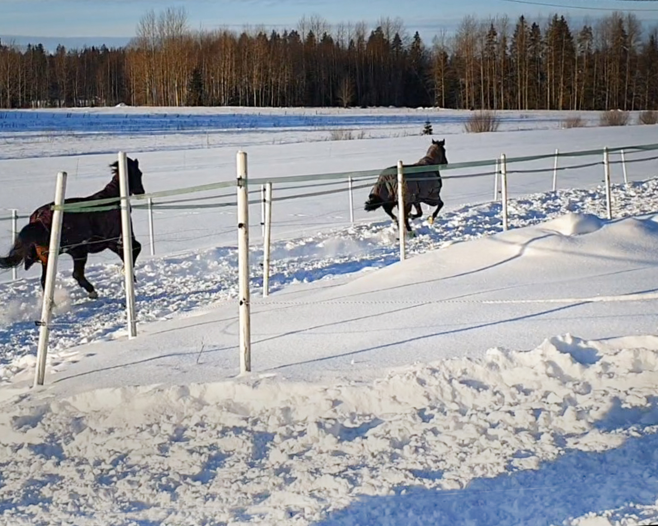 Hevoset juoksevat talvilaitumella