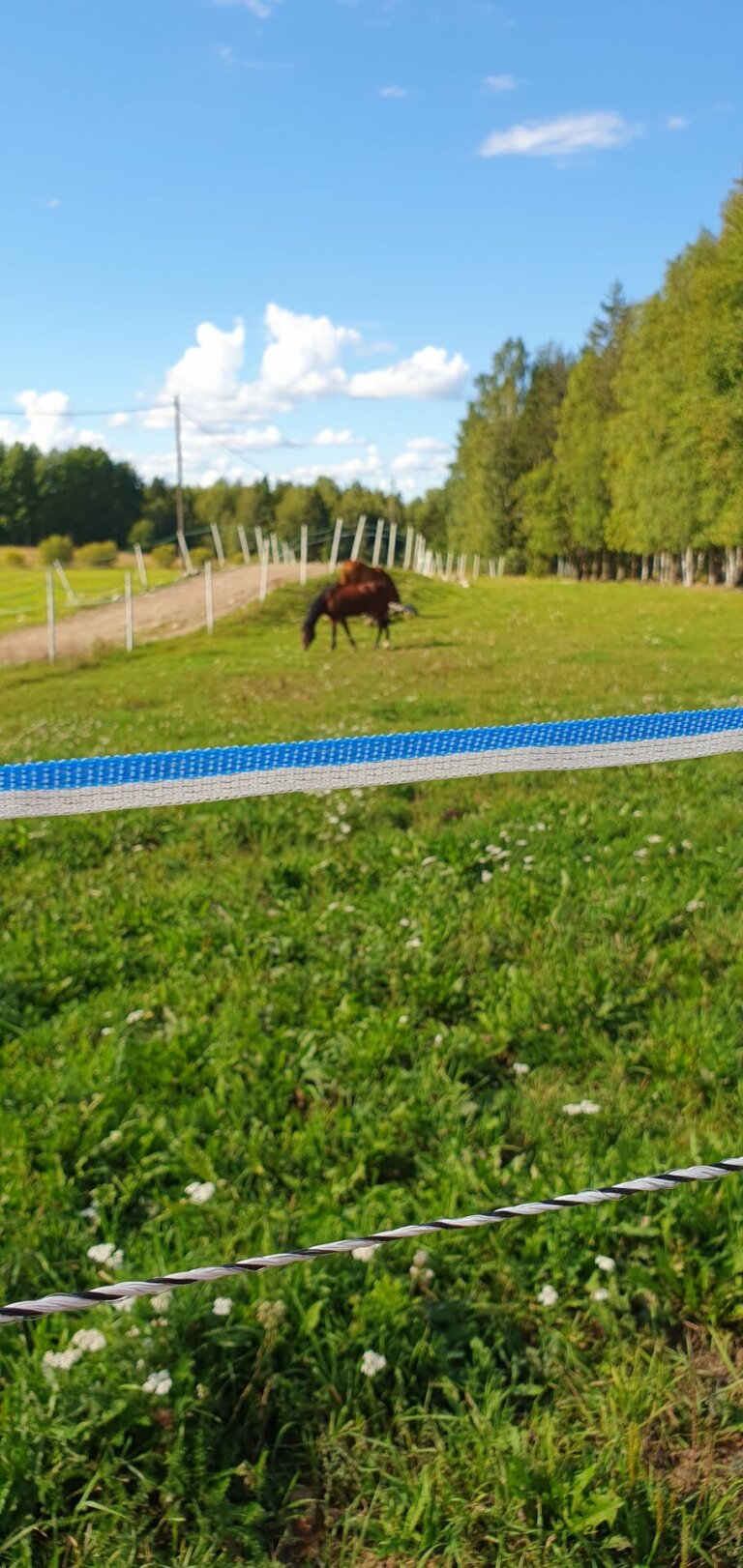 Fence Tape, Blue-and-white