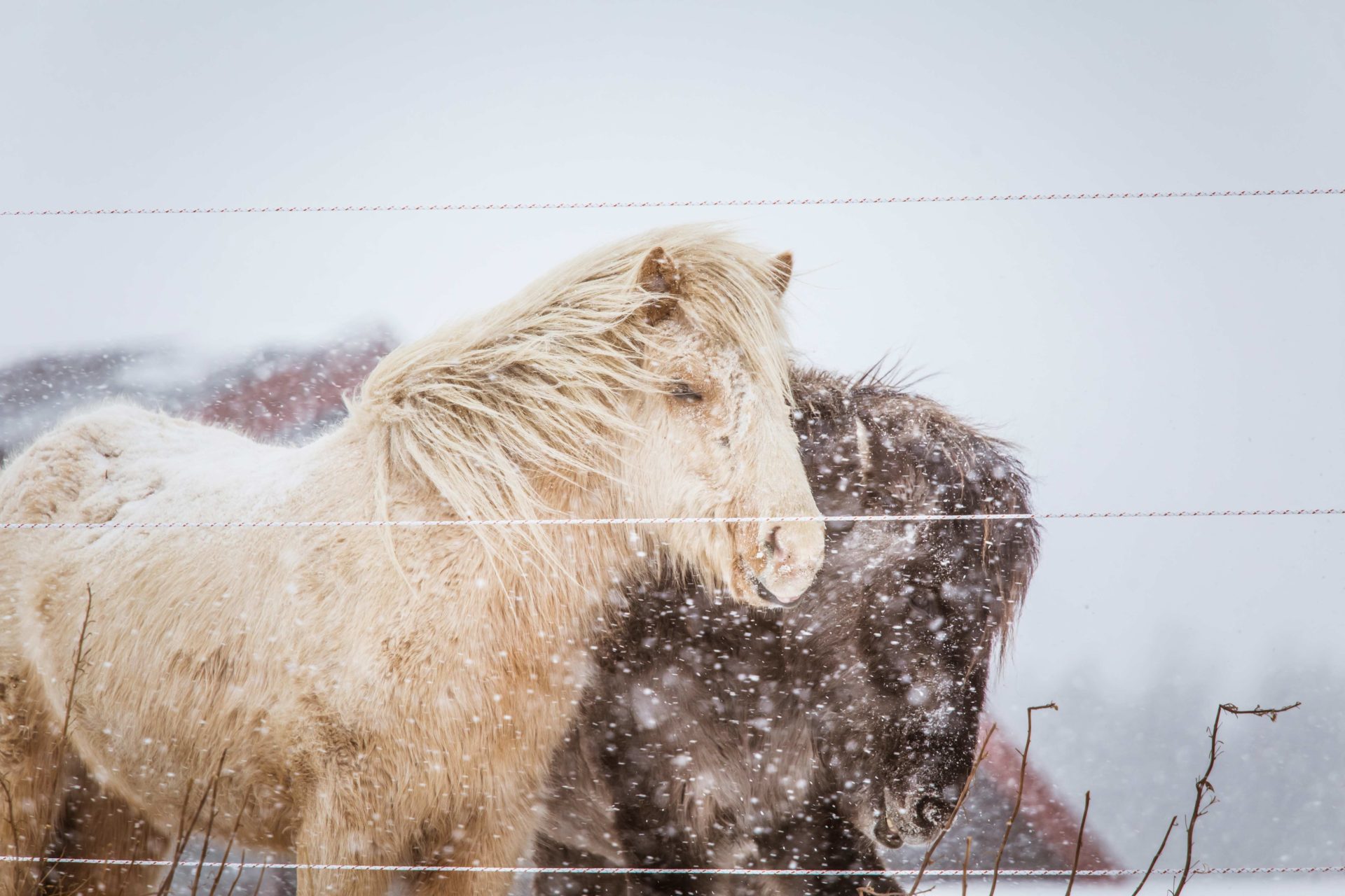 Vinterstängsling två ponnys på vintern