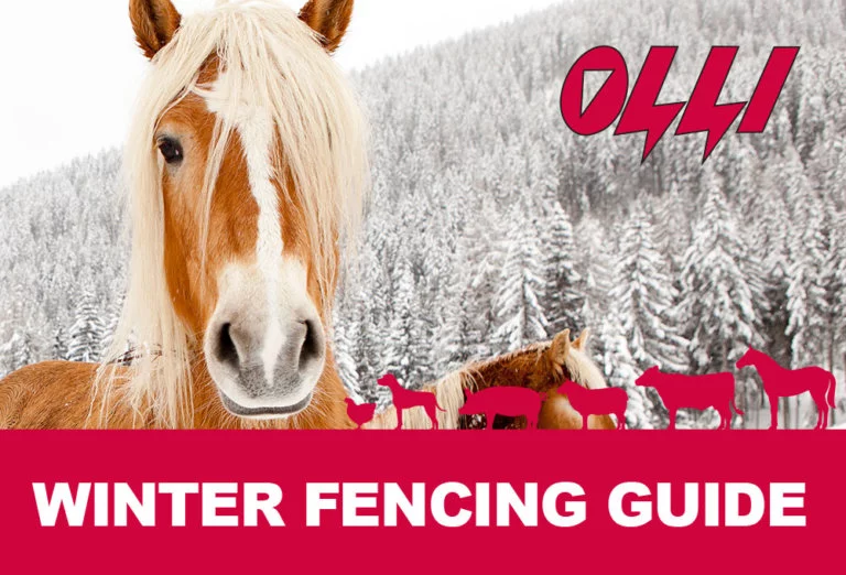 Olli classes winter 2021 archivelopez